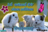 prev_img