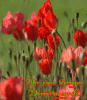 next_img