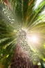 next_img