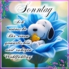 Sonntag