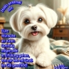 PS001508 PS001508