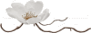 MK001442 MK001442