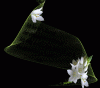 next_img